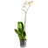 White Phalaenopsis orchid in a pot. Mongolia